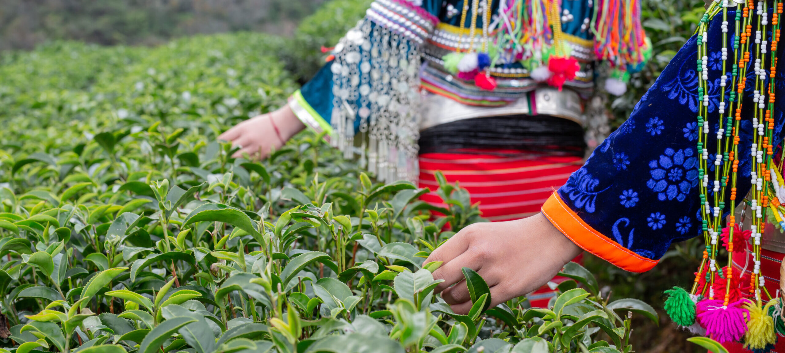 El Despertar de la Humanidad: El Té y Nuestros Antepasados